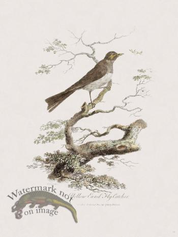 10 New Holland Caffowary